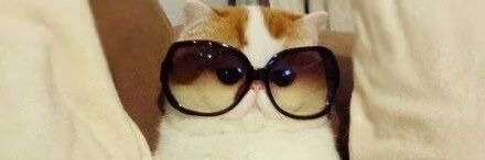 Cat with two lives banner