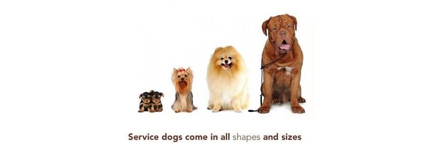 Service Dogs America banner