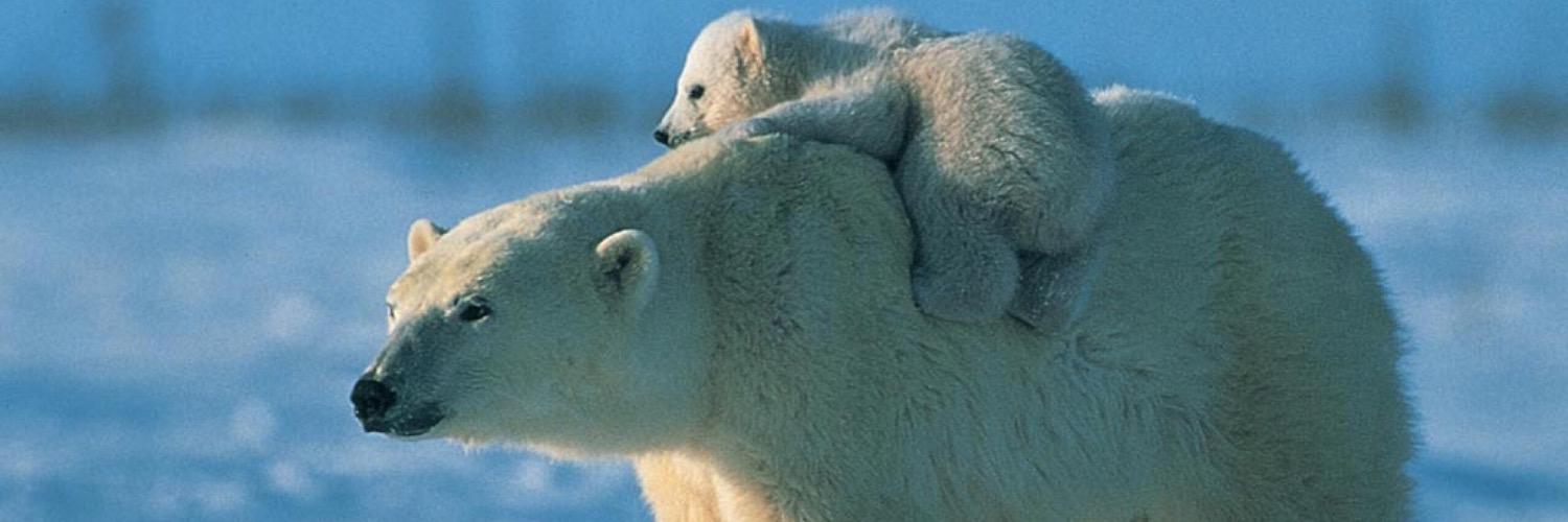 protectpolar's profile banner image