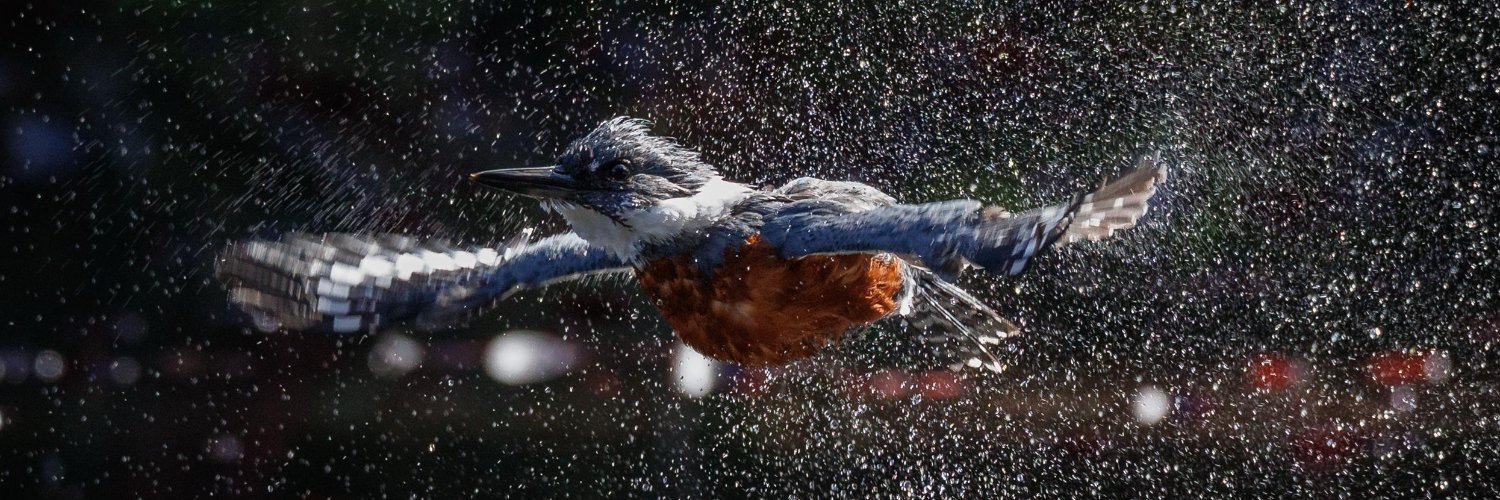 Chamila Rodríguez banner