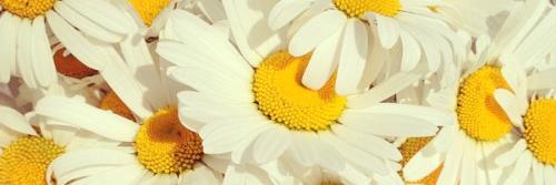 Madelaine Levey banner