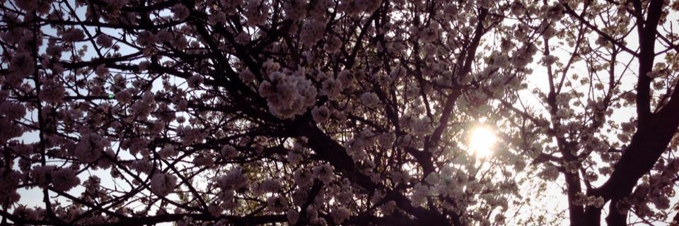 lovingsacher's profile banner image