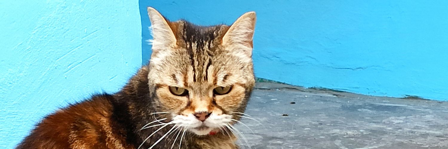 _Paporot's profile banner image