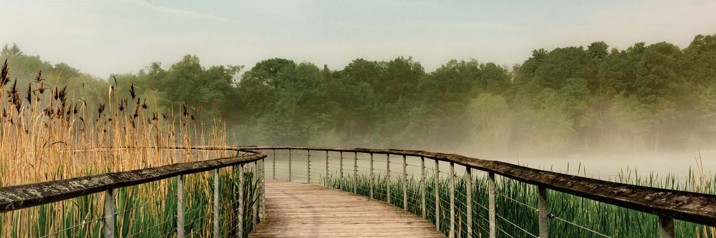 RougePark's profile banner image