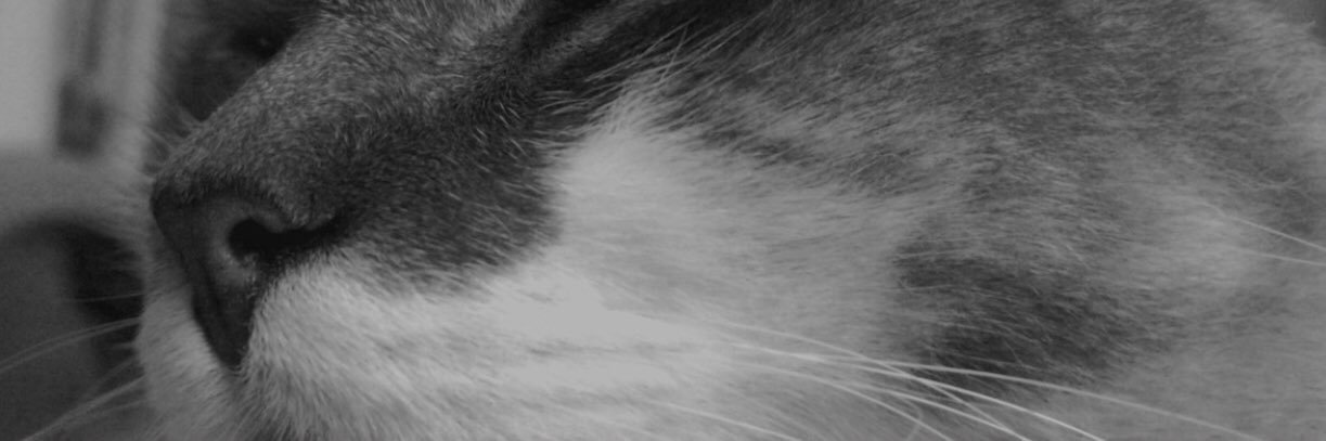 _willec's profile banner image