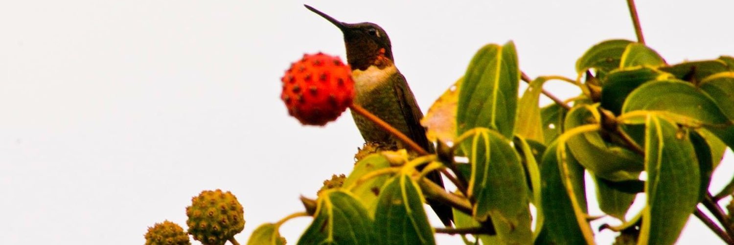 strumdowner's profile banner image