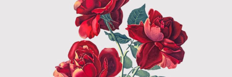 ccolorito's profile banner image