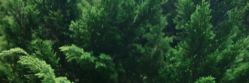 irmatri21's profile banner image