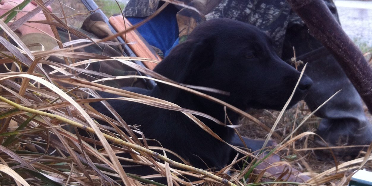 Candace Lynn Supak banner