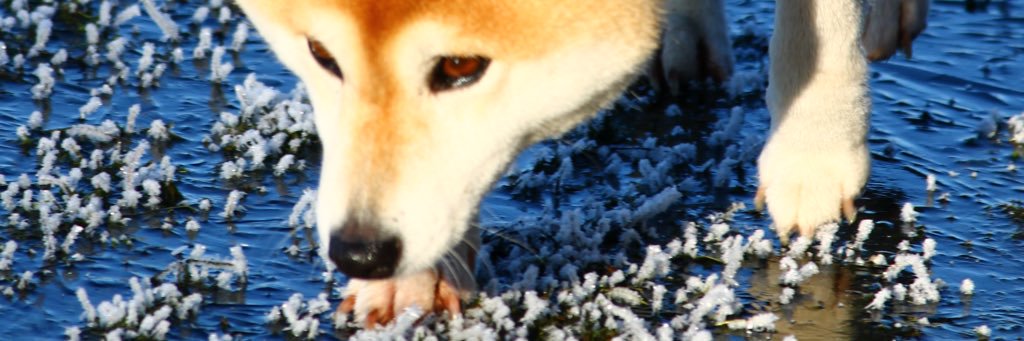 DorothyMorant's profile banner image