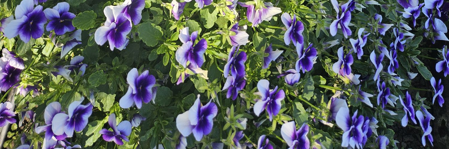 jentrionic's profile banner image