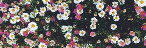 OrianniV's profile banner image