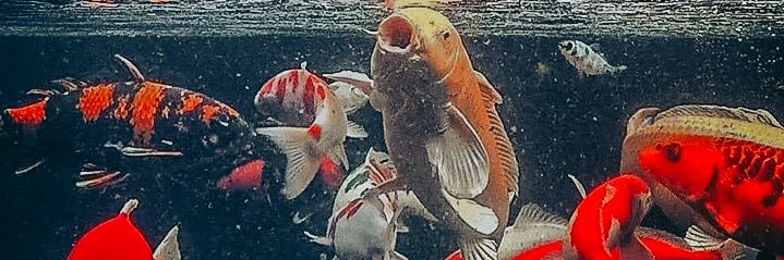 Andreaseka12's profile banner image