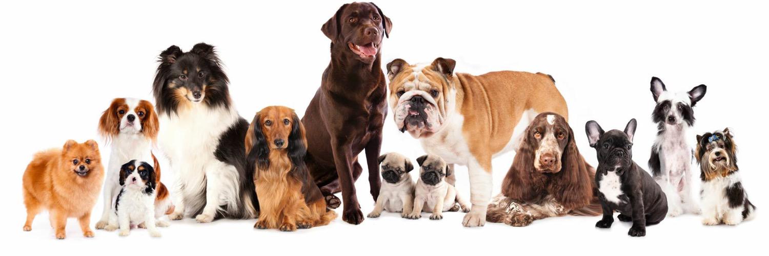 It's A Dog's Life banner