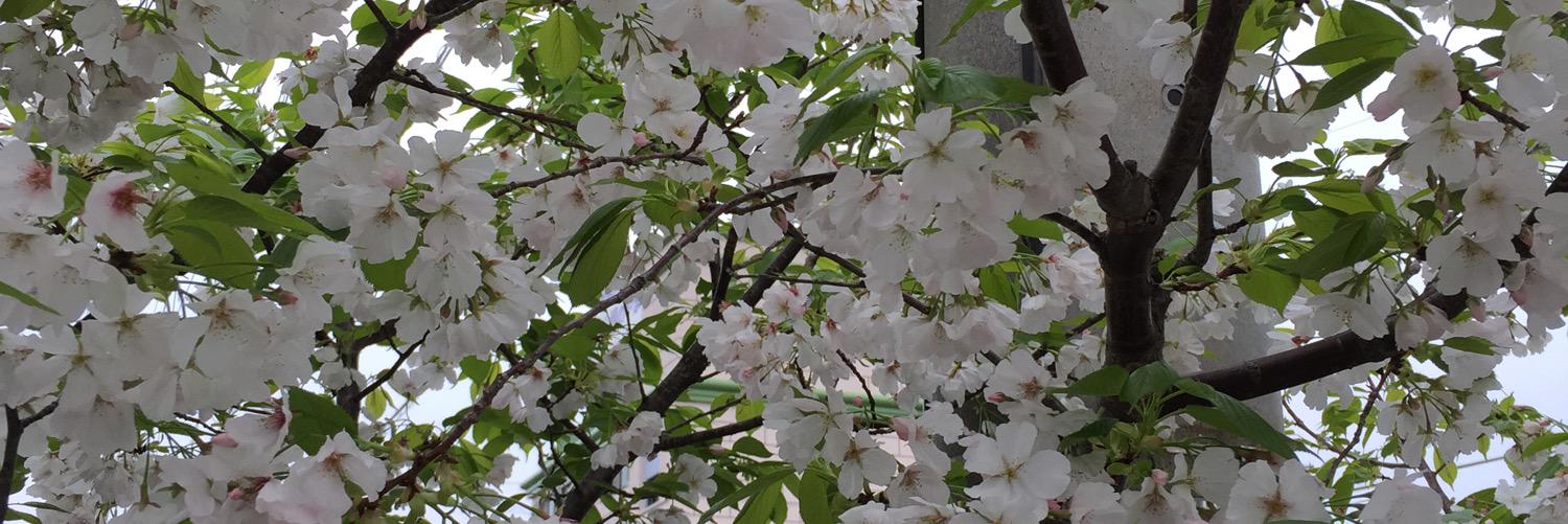 sinba0605's profile banner image