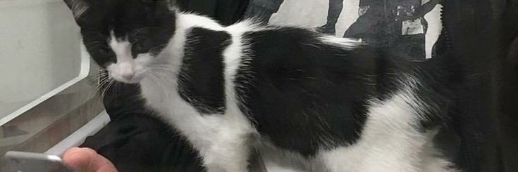 catmire's profile banner image