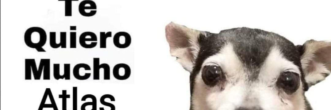 El_Dani's profile banner image