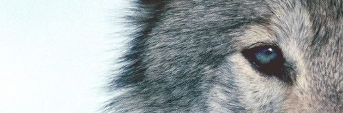AlvaroUrbanos's profile banner image