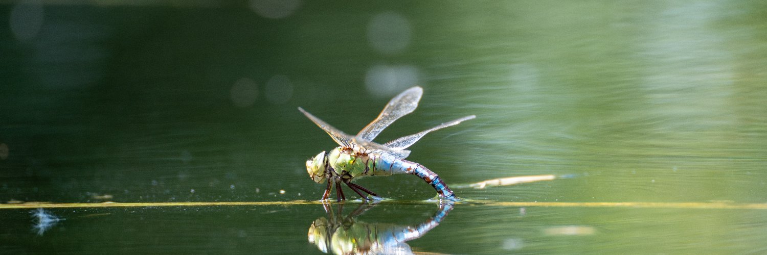 .ιlι. Jan Stermann .ιlι. banner