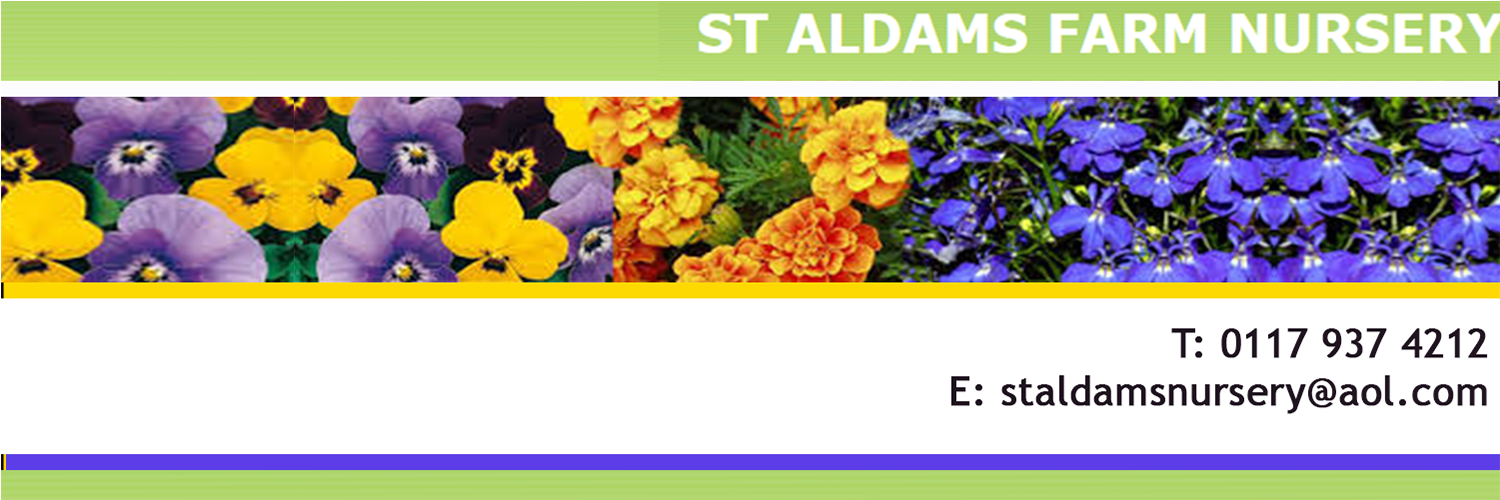 StAldams's profile banner image