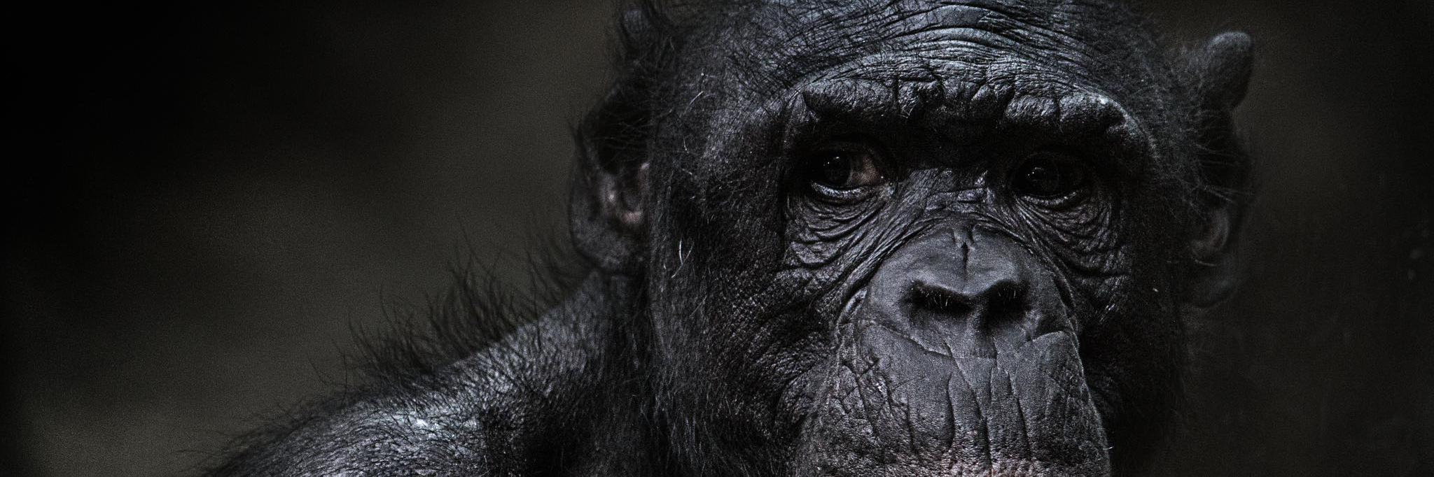 Suricat @tacitus@masto.bike banner