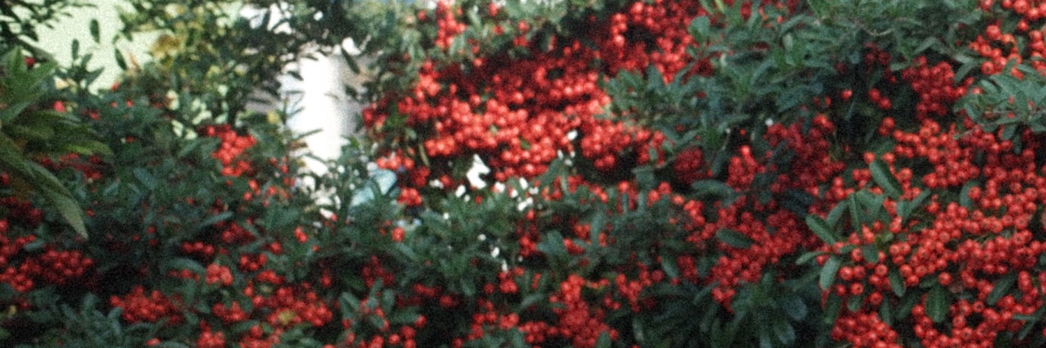 oswccr's profile banner image