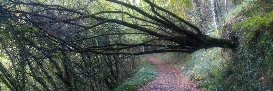 Carolina Mariño banner