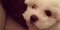 CarmeVao's profile banner image