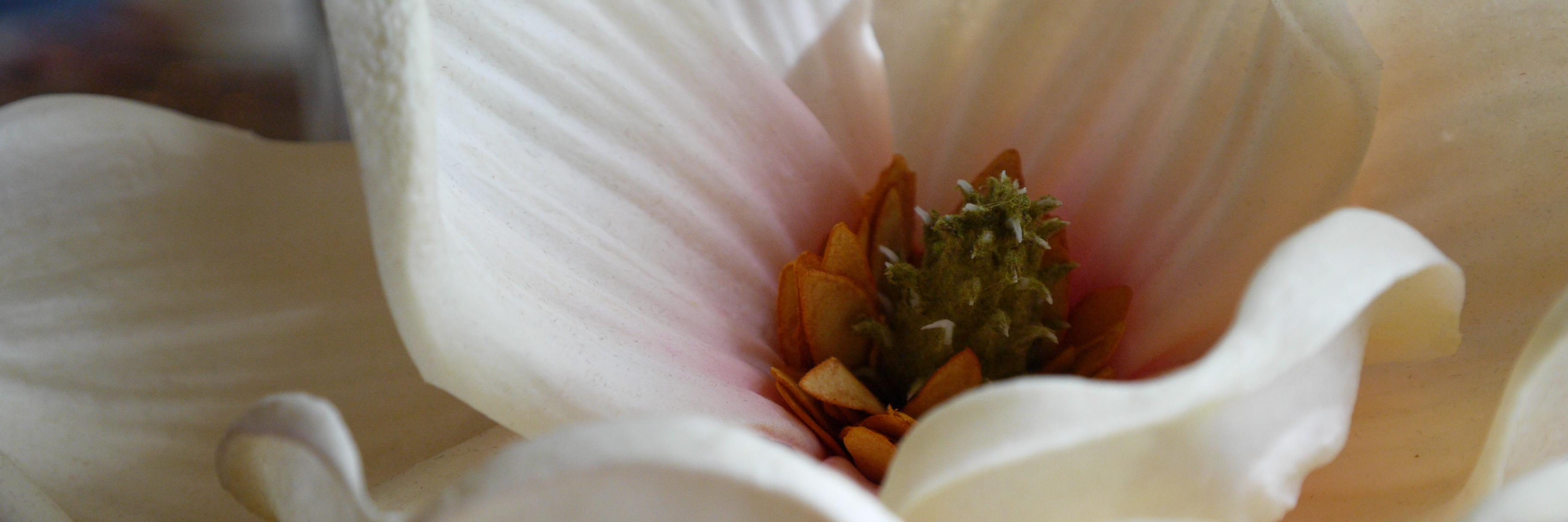 S2 Event and Decor banner