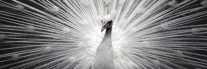 JamMust's profile banner image