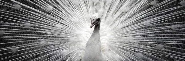 JamMust Profile Banner