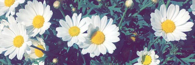 sarahjenko11's profile banner image