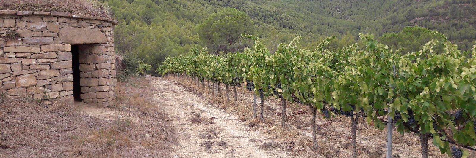VideCastellgali's profile banner image
