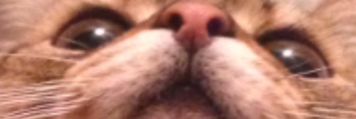 LilMfinBean's profile banner image