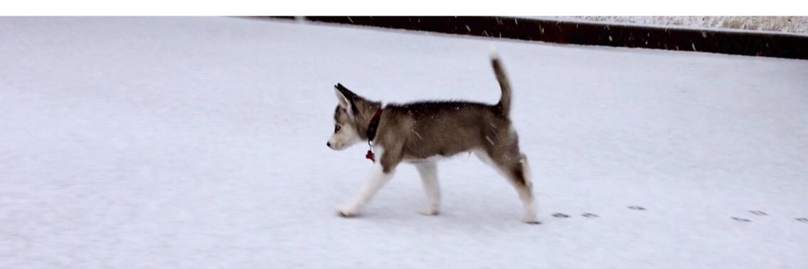 TripTheHusky's profile banner image