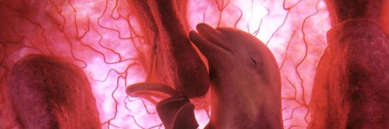 LoveOfDolphins's profile banner image