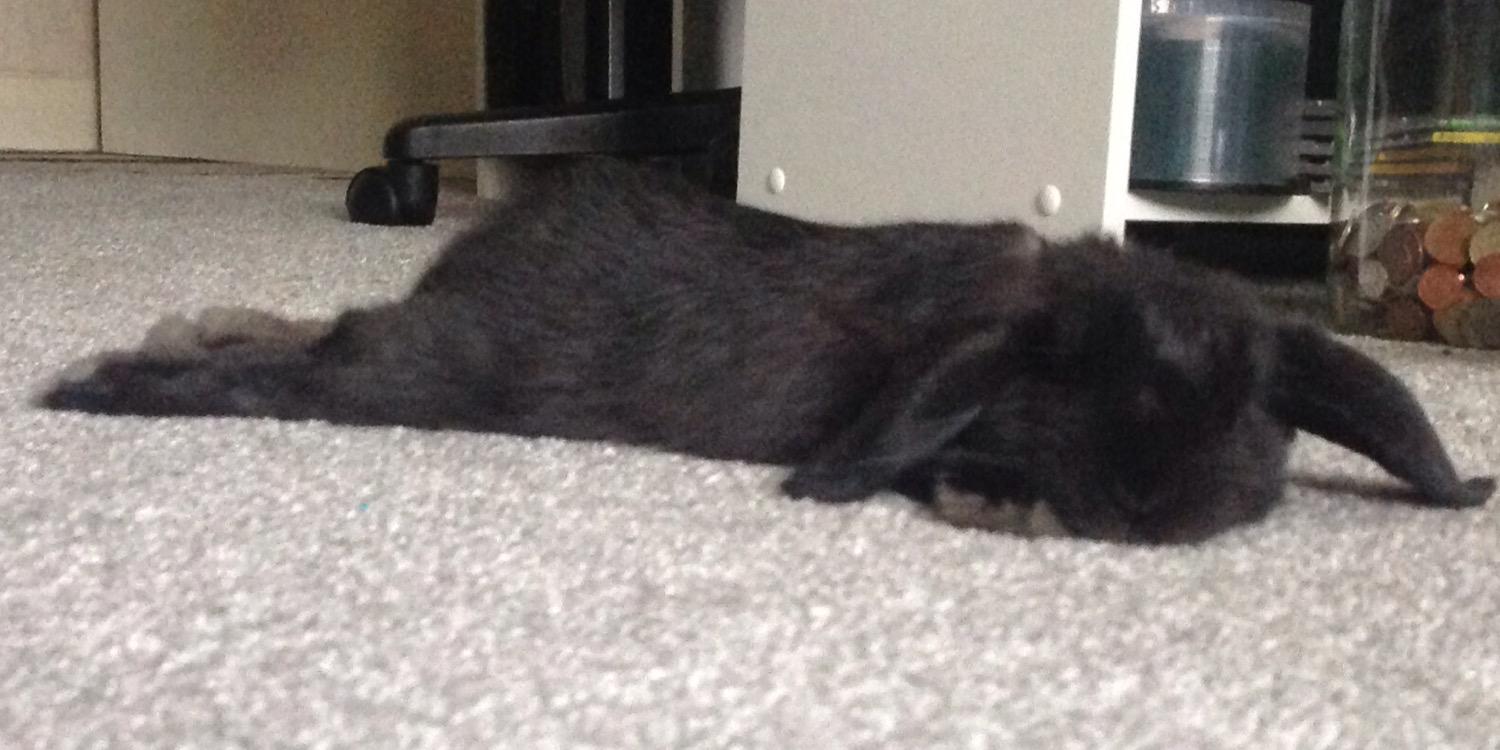 Zorrothebun's profile banner image