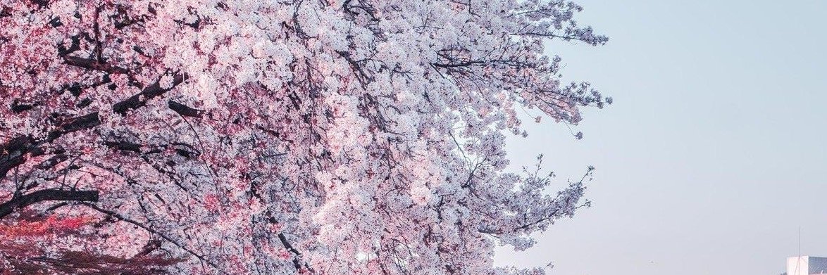 StephyxSmile's profile banner image