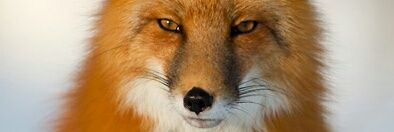 JBonnabel's profile banner image