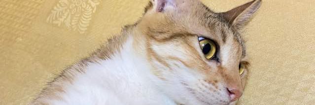 baaaakis's profile banner image