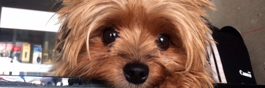 karntanut's profile banner image