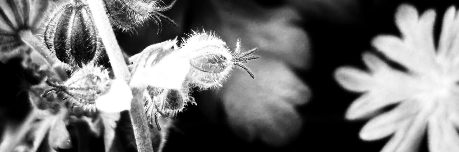 white_bite's profile banner image
