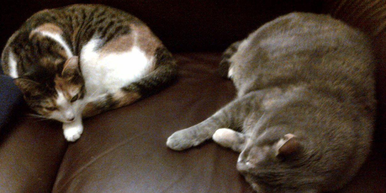 (((Deborah Glick))) banner