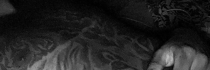 Mafra banner
