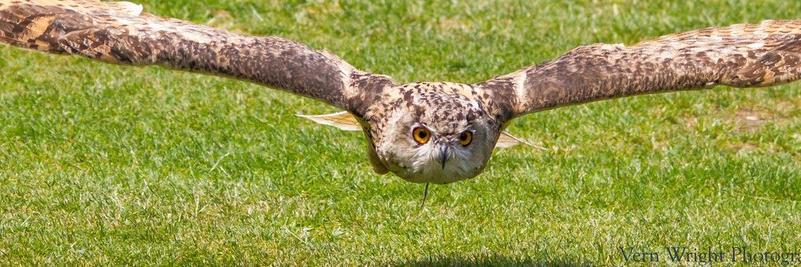 HagleyFalconry's profile banner image