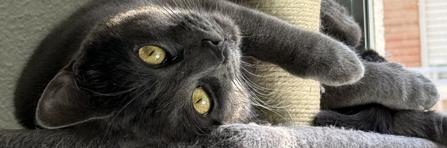 claracande_'s profile banner image