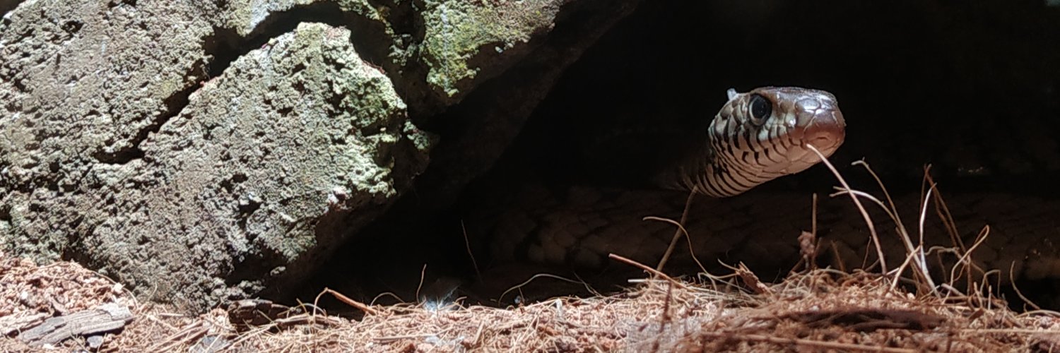 Rangga ⚡ banner
