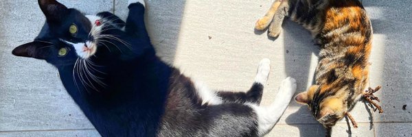 tanyadejongh Profile Banner