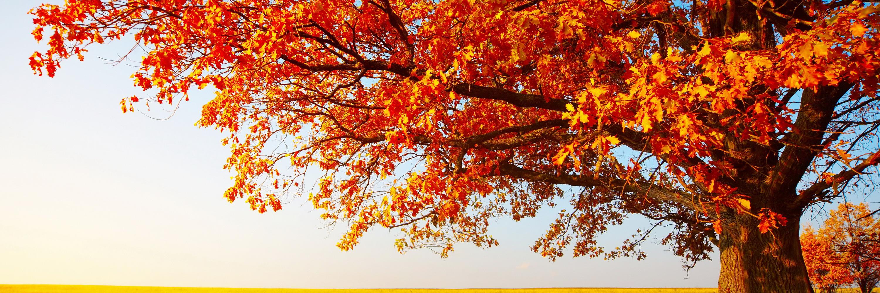 Silvia Molina Roldán banner