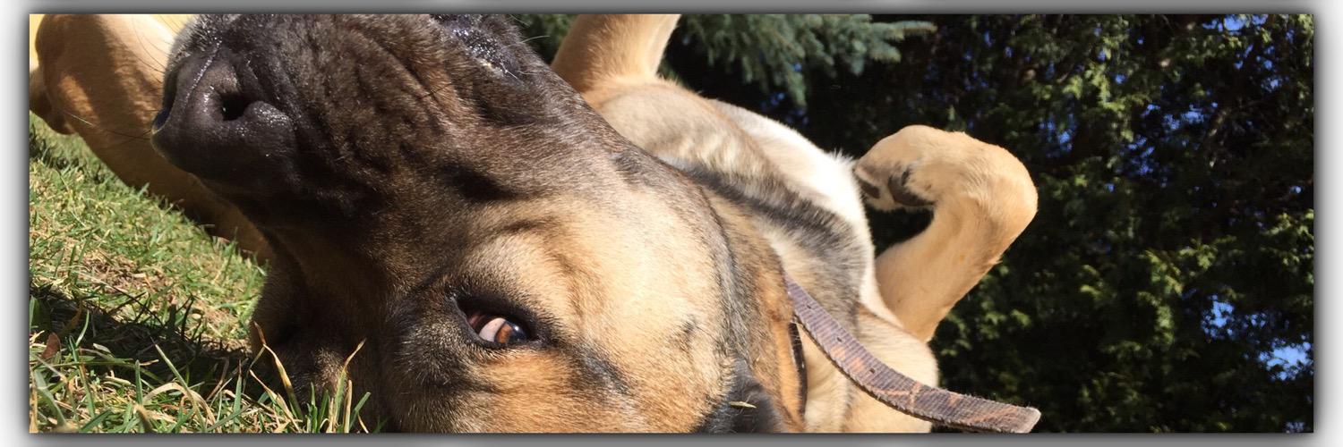 fluffurpup's profile banner image